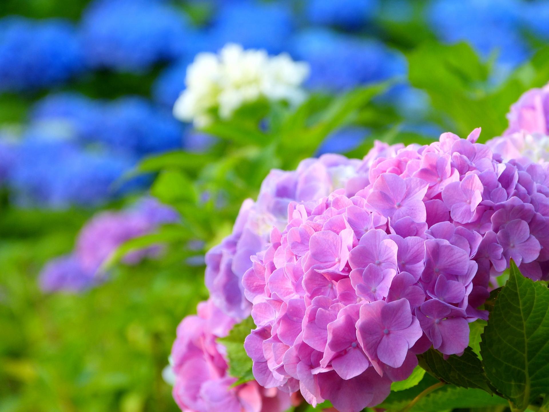 梅雨の風物詩 紫陽花について ヒューマンネットワークグループ